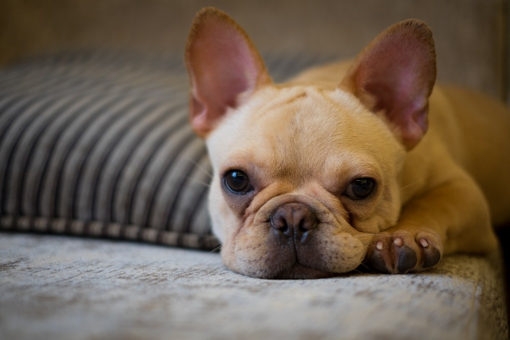 French bulldog on a couch