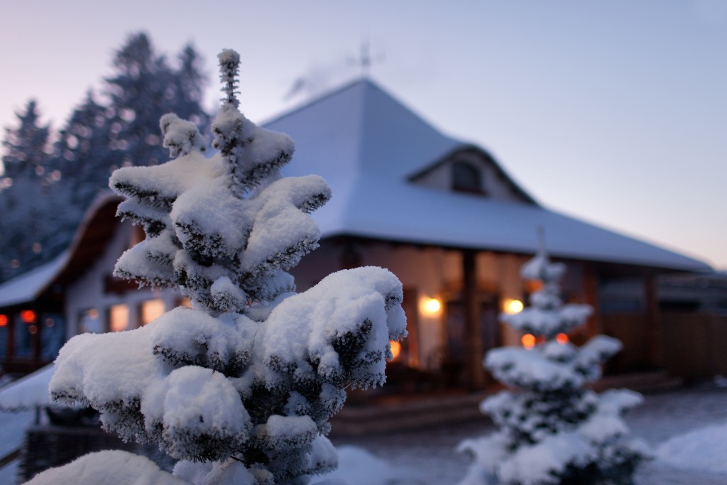 Tree and house full of snow
