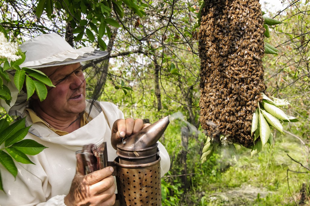 beekeeper with bees