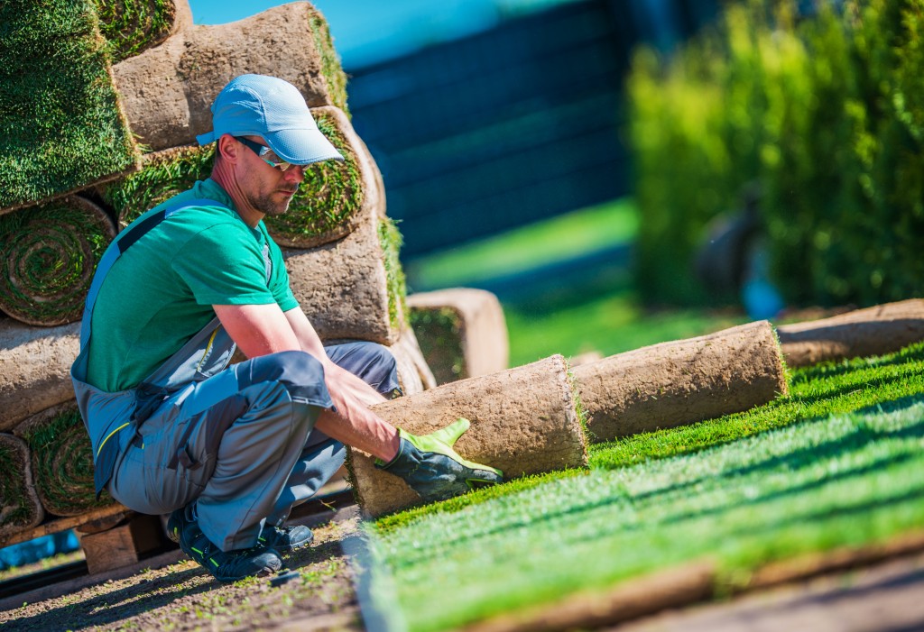 Gardener installing turf grass